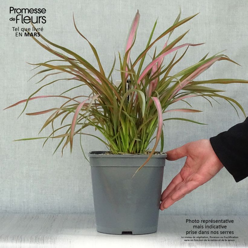 Exemplaar van Phormium Jester - Nieuw-Zeelands vlas Pot van 3 l/4 l zoals geleverd in de lente