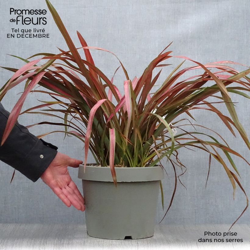Example of Phormium Jester - Nieuw-Zeelands vlas Pot van 7,5 l/10 l as you get in hiver