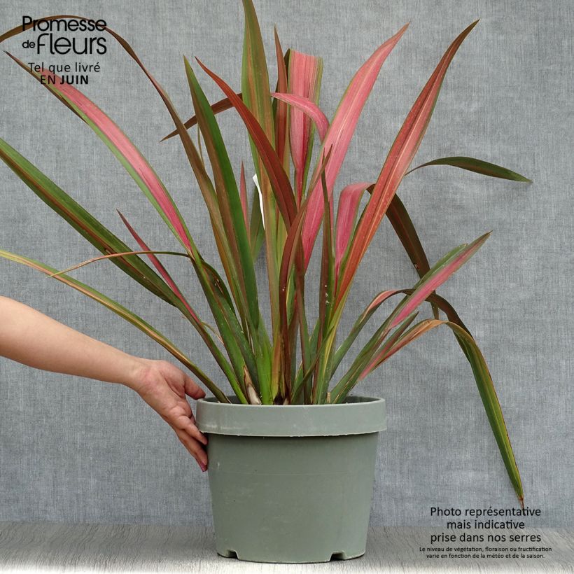 Exemplaar van Phormium Jester - Nieuw-Zeelands vlas Pot van 7,5 l/10 l zoals geleverd in de zomer