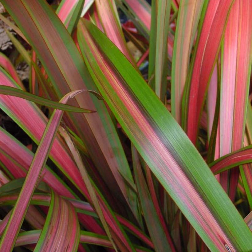 Phormium Jester - Nieuw-Zeelands vlas (Foliage)