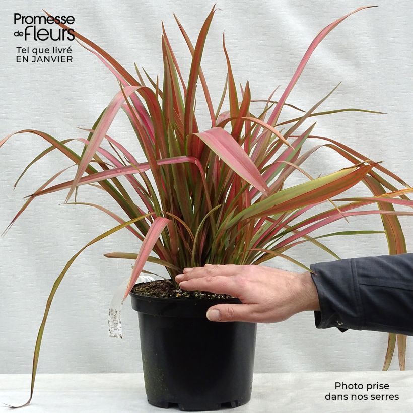 Example of Phormium Jester - Nieuw-Zeelands vlas Pot van 3 l/4 l as you get in hiver