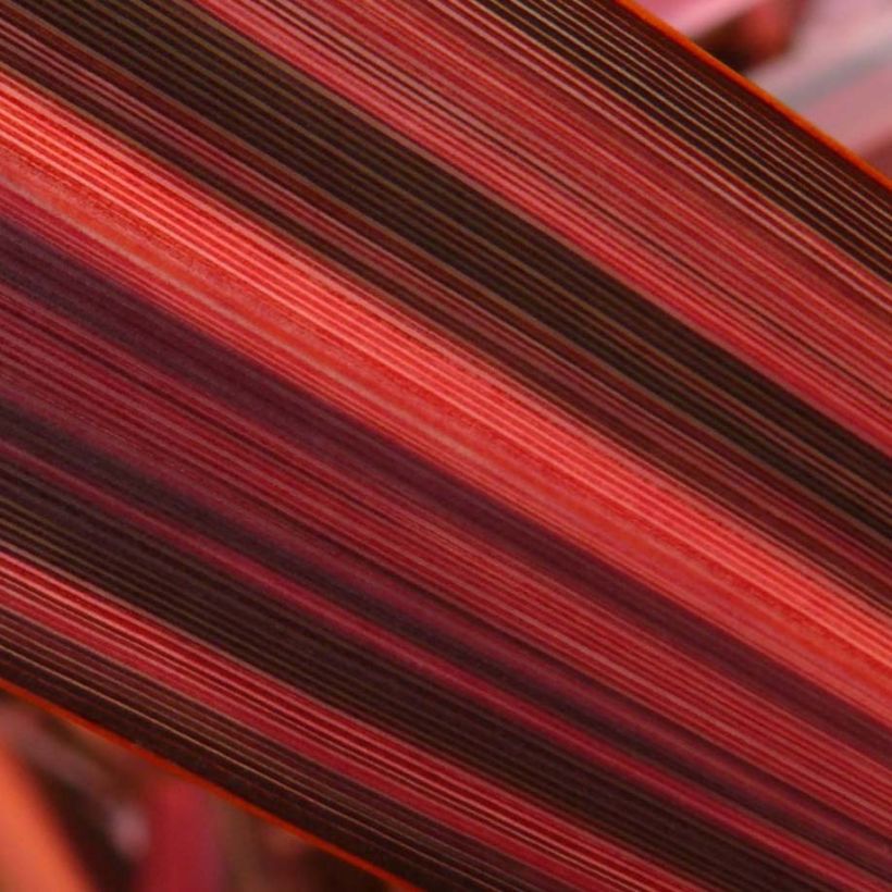 Phormium Margaret Jones - Nieuw-Zeelands vlas (Foliage)