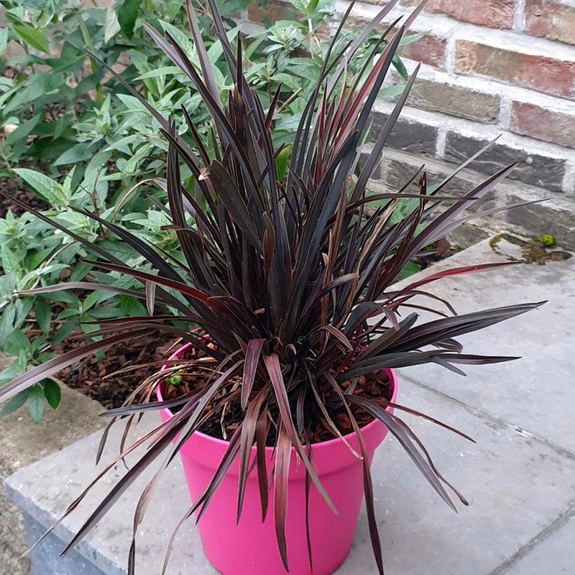 Phormium Mini Magic - Nieuw-Zeelands vlas (Groeiplaats)