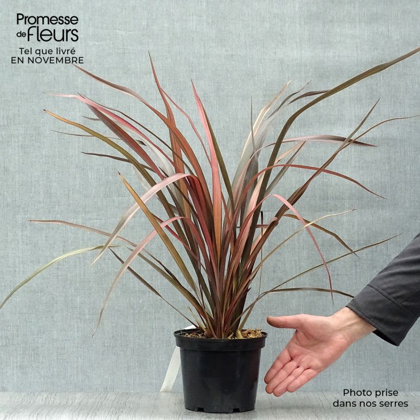 Exemplaar van Phormium Pink Panther - Nieuw-Zeelands vlas Pot van 2 l/3 l zoals geleverd in de herfst