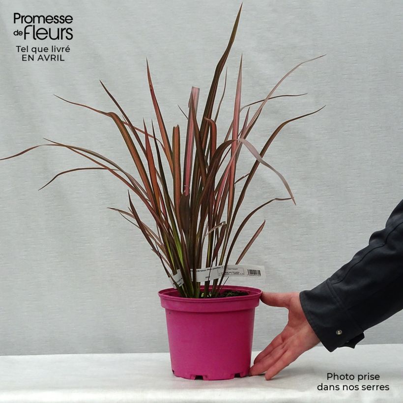 Exemplaar van Phormium Pink Panther - Nieuw-Zeelands vlas Pot van 2 l/3 l zoals geleverd in de lente