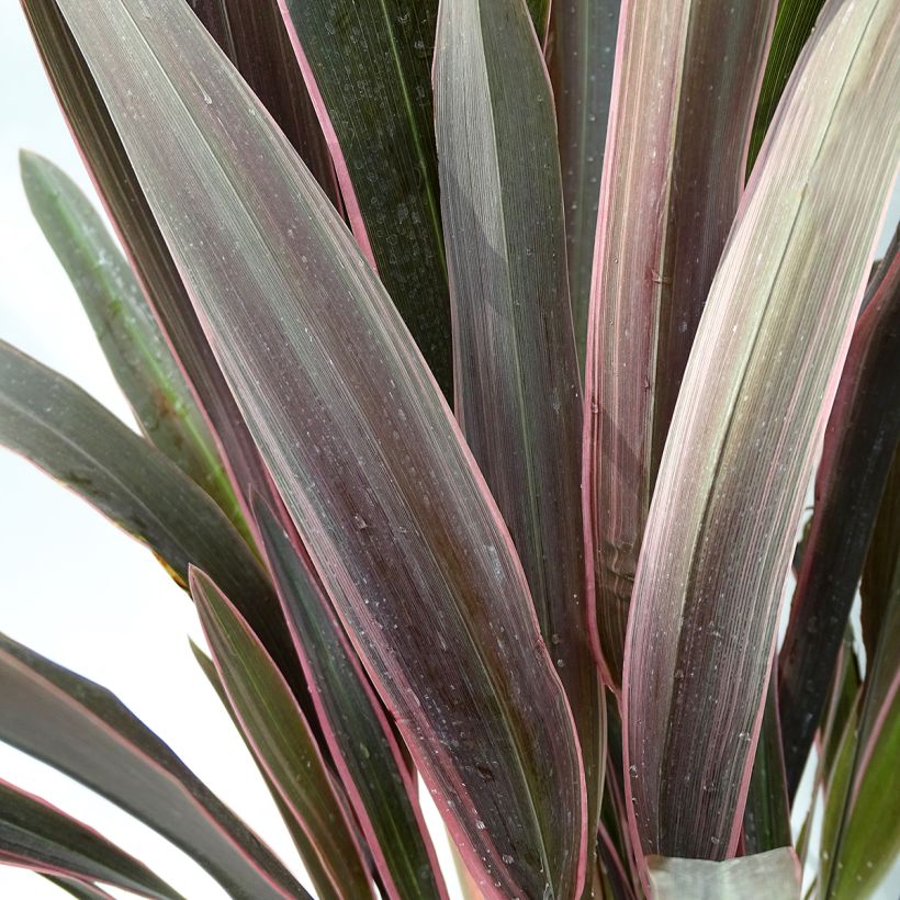 Phormium Pink Stripe - Nieuw-Zeelands vlas (Foliage)