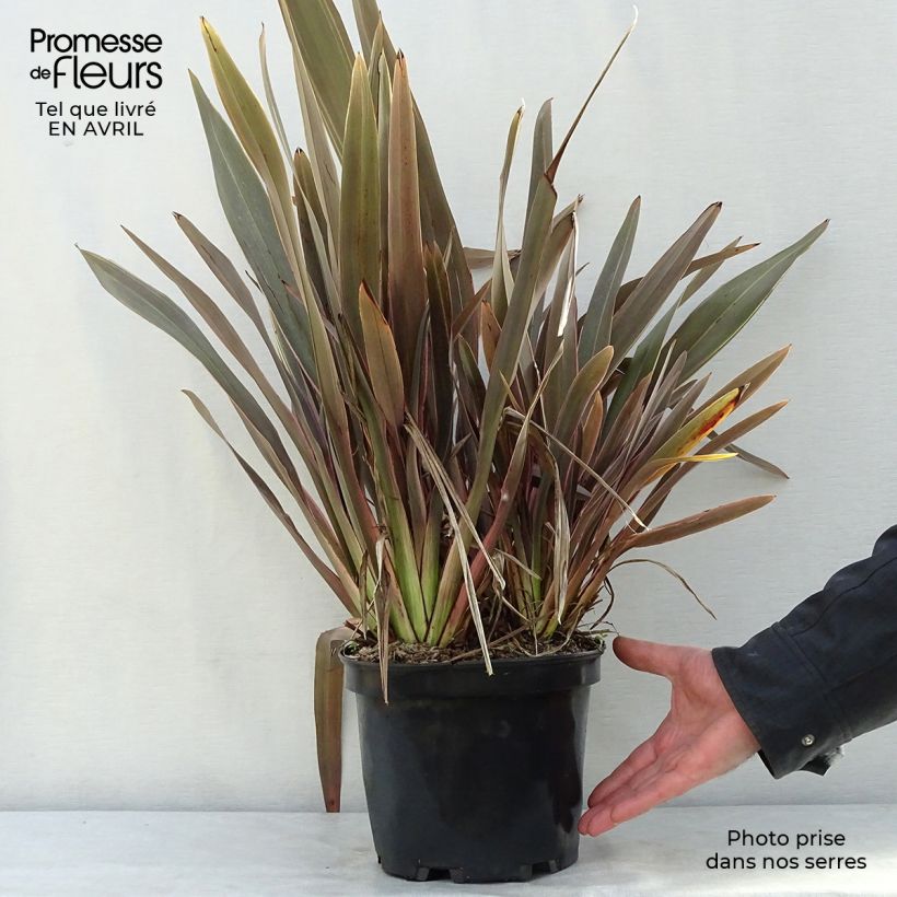 Exemplaar van Phormium Pink Stripe - Nieuw-Zeelands vlas Pot van 3 l/4 l zoals geleverd in de lente
