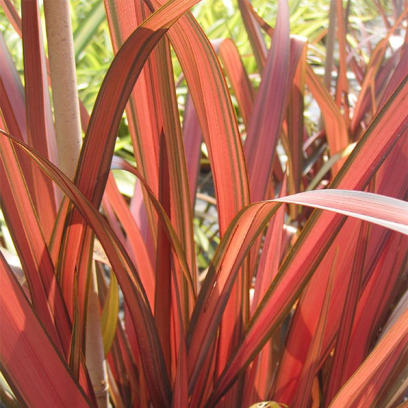 Phormium Rainbow Maiden - Nieuw-Zeelands vlas (Foliage)