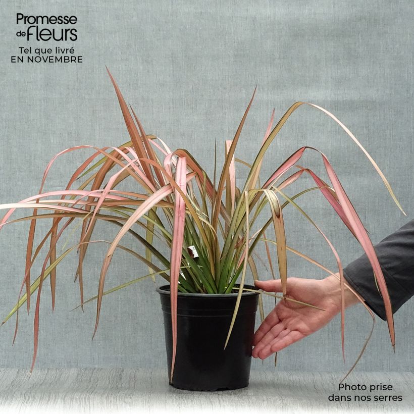 Exemplaar van Phormium Rainbow Maiden - Nieuw-Zeelands vlas Pot van 3 l/4 l zoals geleverd in de herfst