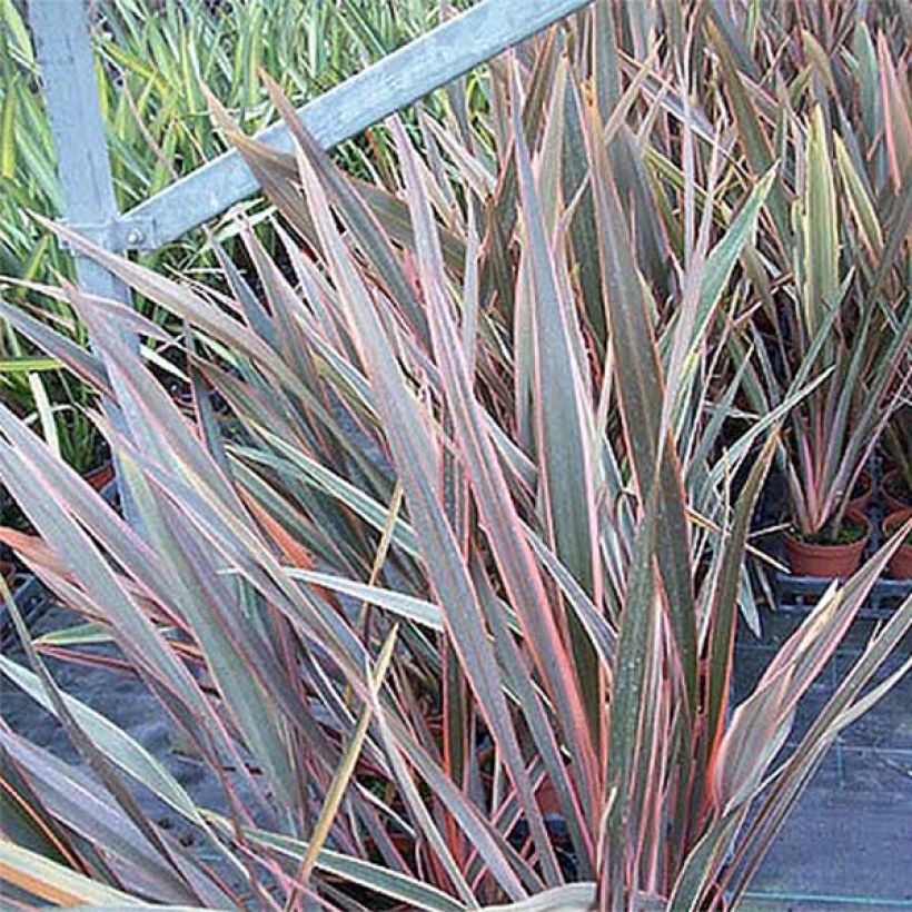 Phormium Rainbow Queen - Nieuw-Zeelands vlas (Foliage)