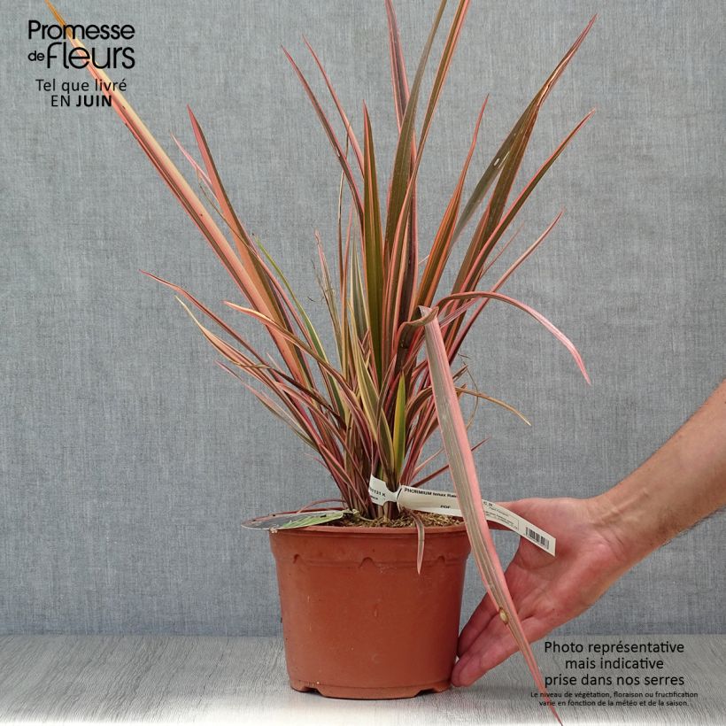 Exemplaar van Phormium Rainbow Queen - Nieuw-Zeelands vlas Pot van 2 l/3 l zoals geleverd in de zomer
