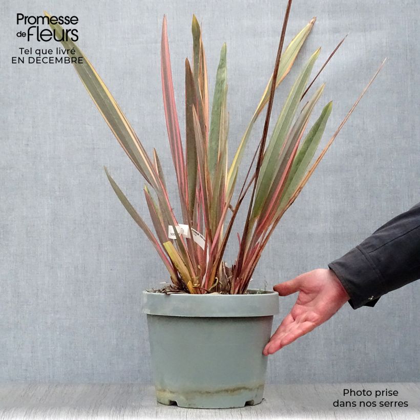 Example of Phormium Rainbow Queen - Lin de Nouvelle-Zélande Pot van 7,5 l/10 l as you get in hiver