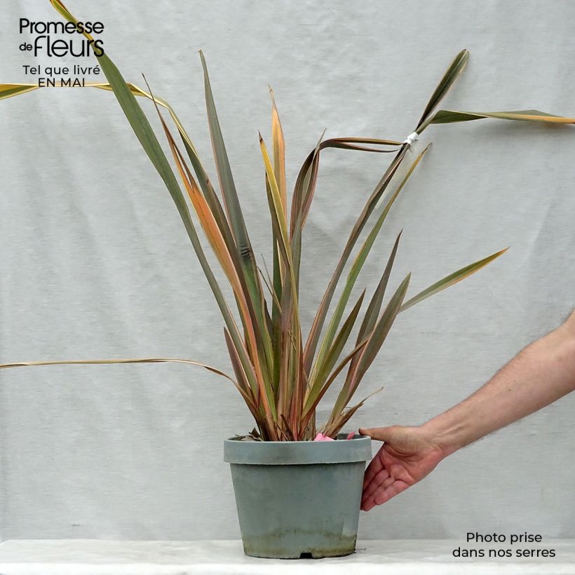 Exemplaar van Phormium Rainbow Queen - Nieuw-Zeelands vlas Pot van 7,5 l/10 l zoals geleverd in de lente