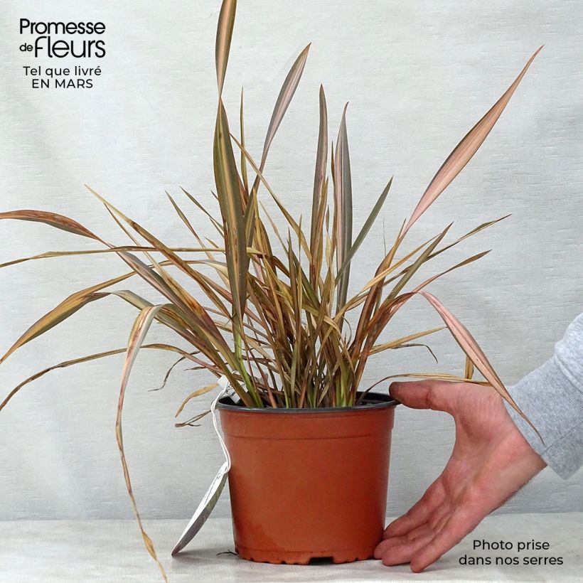 Exemplaar van Phormium Rainbow Sunrise - Nieuw-Zeelands vlas Pot van 3 l/4 l zoals geleverd in de lente