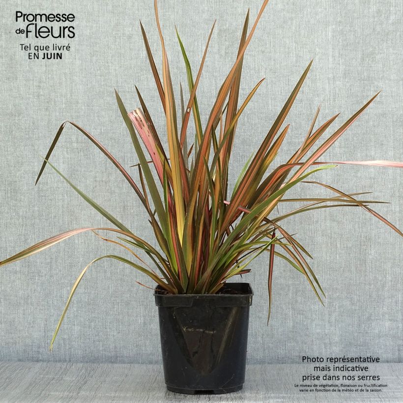 Exemplaar van Phormium Rainbow Sunrise - Nieuw-Zeelands vlas Pot van 3 l/4 l zoals geleverd in de zomer