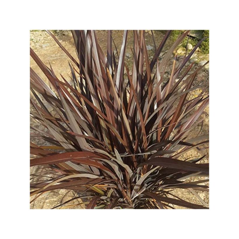 Phormium Special Red - Nieuw-Zeelands vlas (Blad)