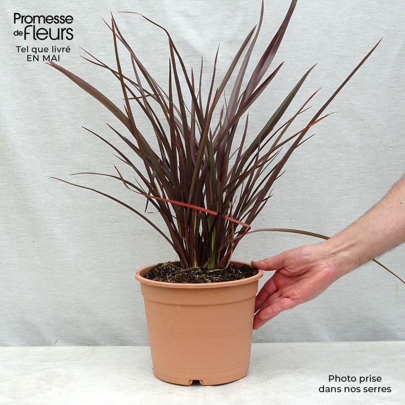Exemplaar van Phormium Special Red - Nieuw-Zeelands vlas Pot van 4 l/5 l zoals geleverd in de lente