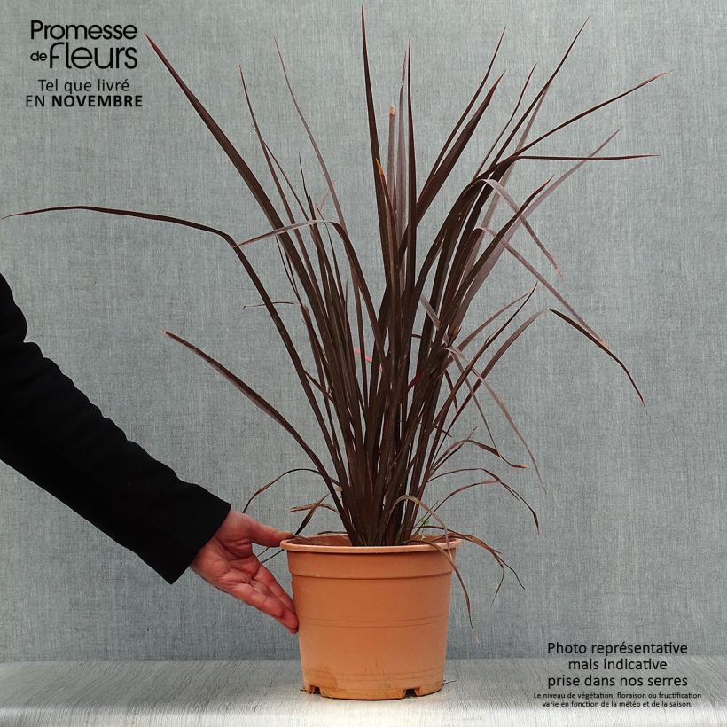 Exemplaar van Phormium Special Red - Nieuw-Zeelands vlas Pot van 4 l/5 l zoals geleverd in de herfst
