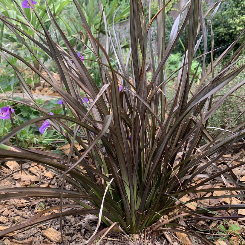 Phormium Special Red - Nieuw-Zeelands vlas (Groeiplaats)