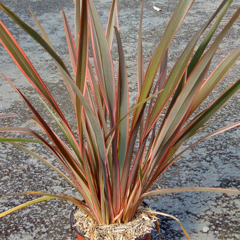 Phormium tenax Sundowner - Nieuw-Zeelands vlas (Plant habit)