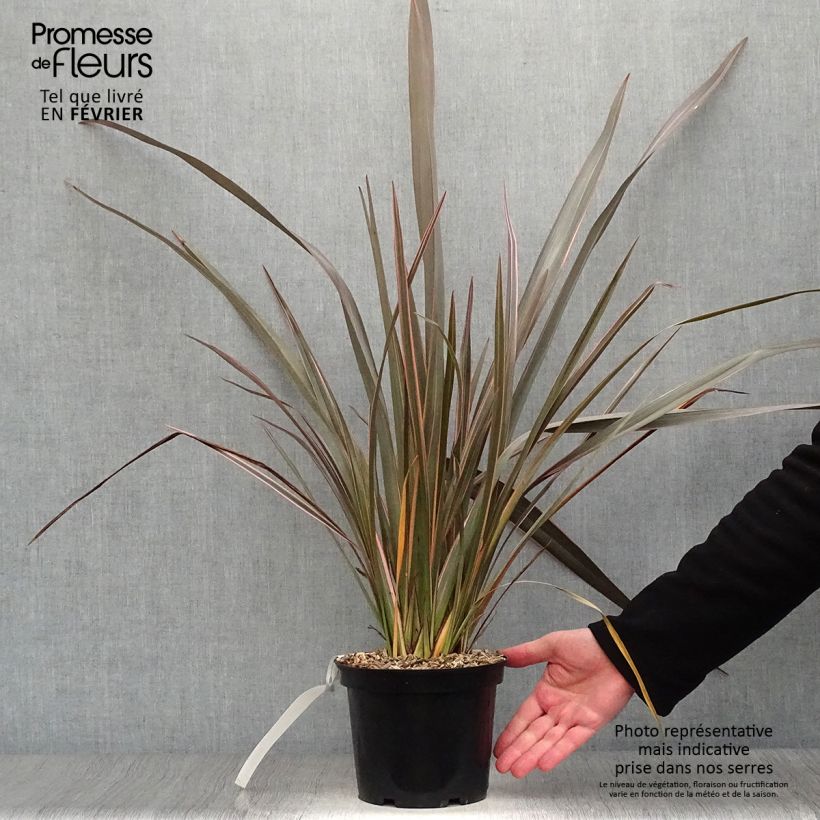 Example of Phormium tenax Sundowner - Nieuw-Zeelands vlas Pot van 2 l/3 l as you get in hiver