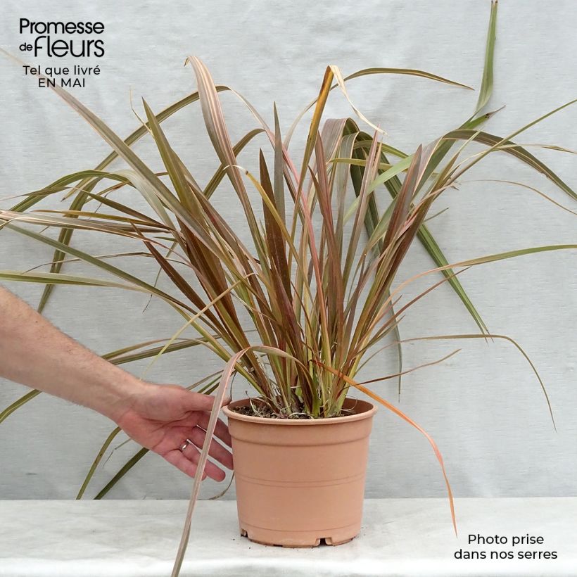 Exemplaar van Phormium tenax Sundowner - Nieuw-Zeelands vlas Pot van 4 l/5 l zoals geleverd in de lente