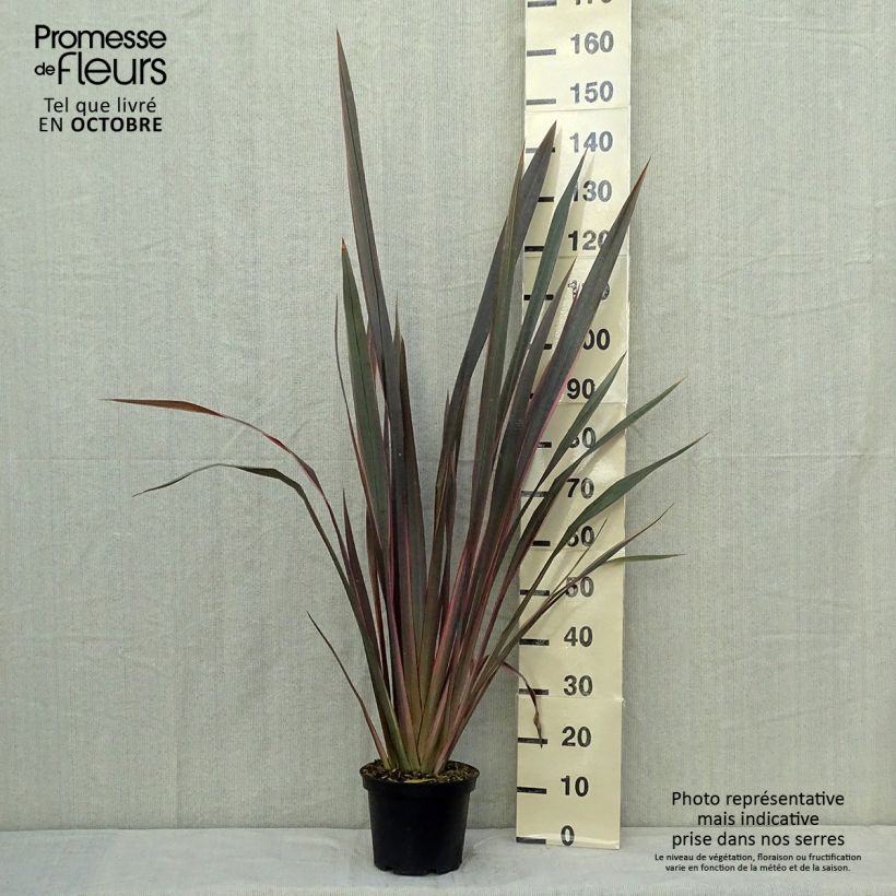 Exemplaar van Phormium tenax Sundowner - Nieuw-Zeelands vlas Pot van 4 l/5 l zoals geleverd in de herfst