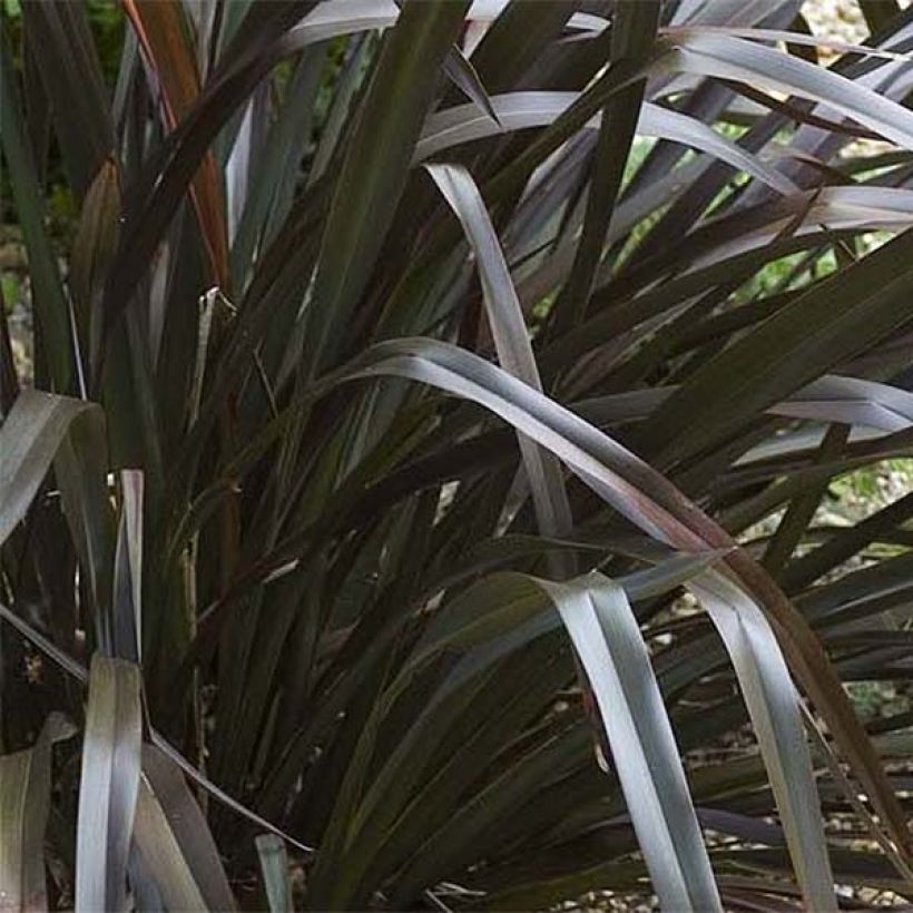 Phormium cookianum Black Adder - Nieuw-Zeelands vlas (Foliage)
