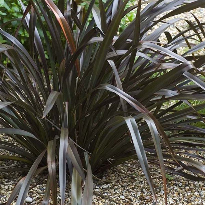 Phormium cookianum Black Adder - Nieuw-Zeelands vlas (Plant habit)