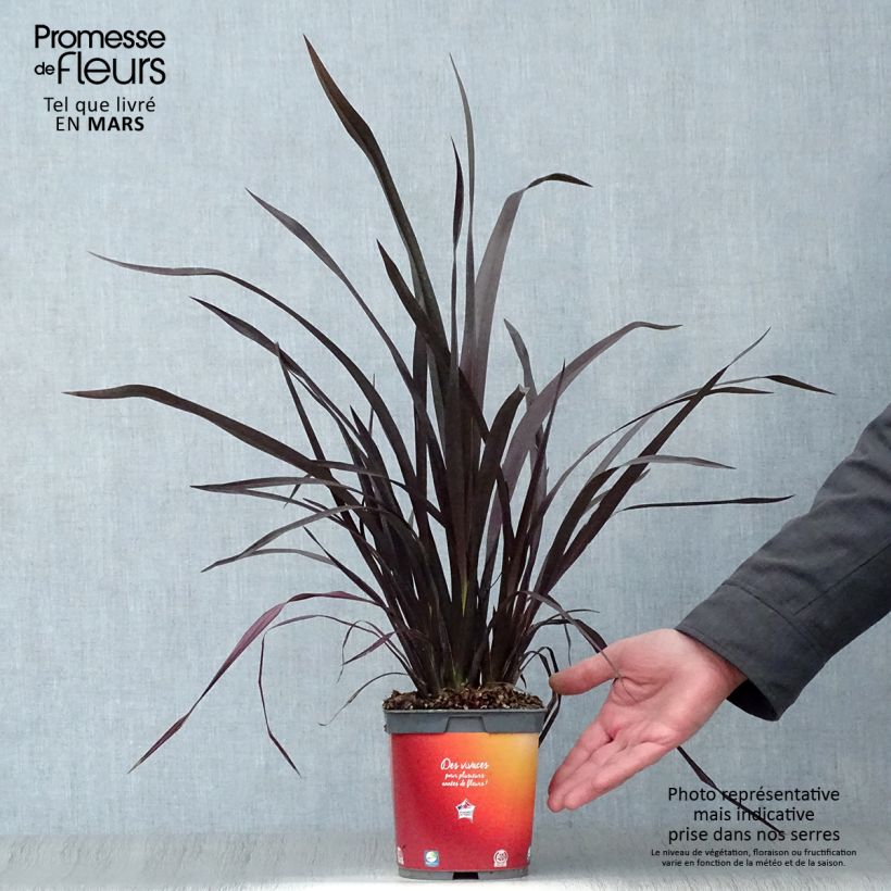 Exemplaar van Phormium cookianum Black Adder - Nieuw-Zeelands vlas Pot van 2 l/3 l zoals geleverd in de lente