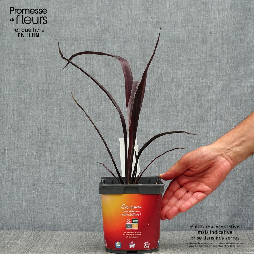 Exemplaar van Phormium cookianum Black Adder - Nieuw-Zeelands vlas Pot van 2 l/3 l zoals geleverd in de zomer