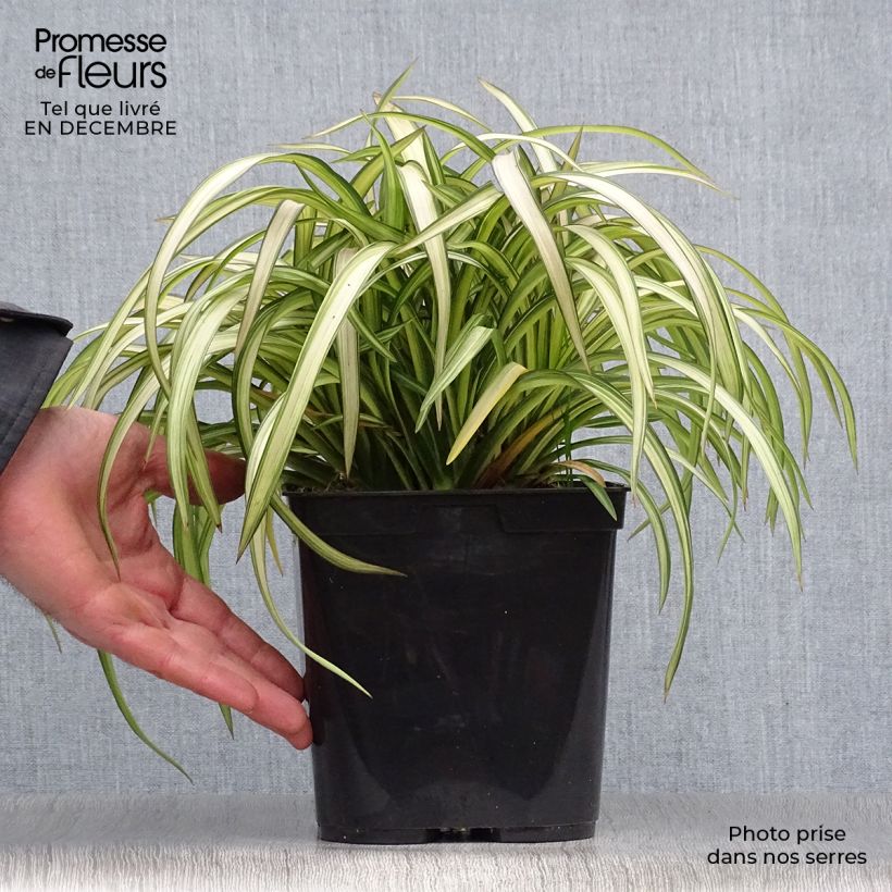 Example of Phormium cookianum Blondie - Lin de Nouvelle-Zélande Pot van 4 l/5 l as you get in hiver