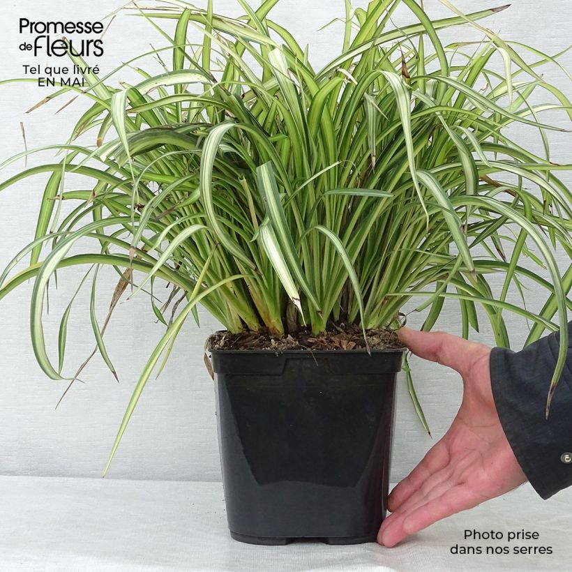 Exemplaar van Phormium cookianum Blondie - Nieuw-Zeelands vlas Pot van 4 l/5 l zoals geleverd in de lente