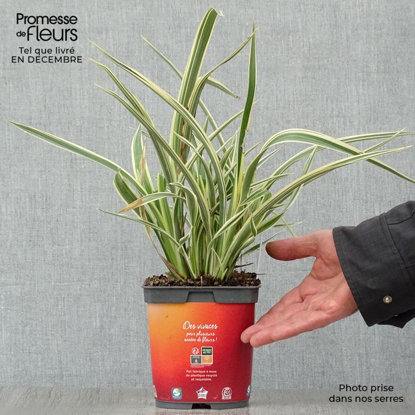 Example of Phormium Tricolor - Nieuw-Zeelands vlas Pot van 1,5 l/2 l as you get in hiver
