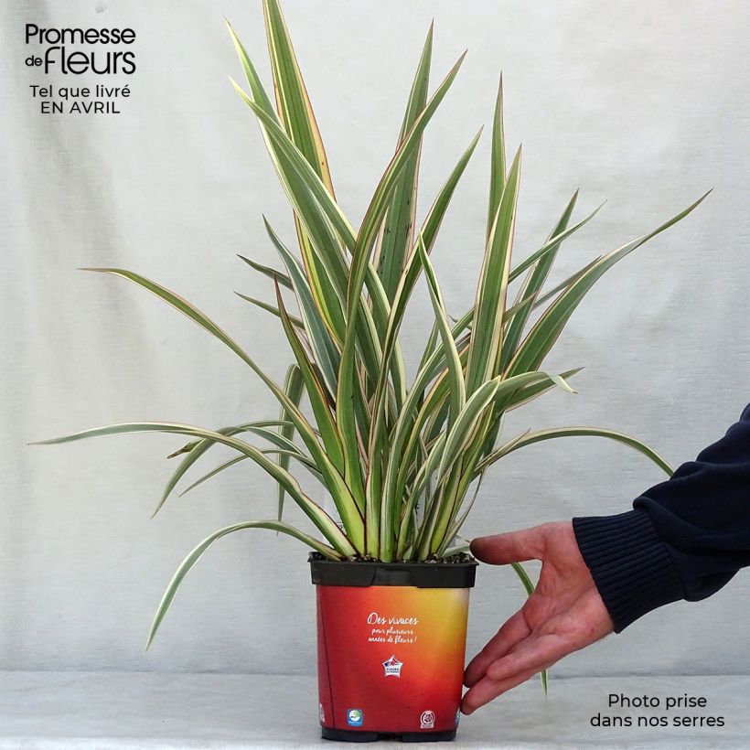 Exemplaar van Phormium Tricolor - Nieuw-Zeelands vlas Pot van 1,5 l/2 l zoals geleverd in de lente