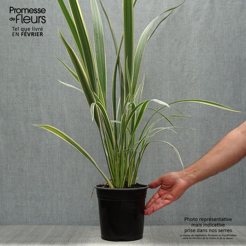 Exemplaar van Phormium Tricolor - Nieuw-Zeelands vlas Pot van 3 l/4 l zoals geleverd in de herfst