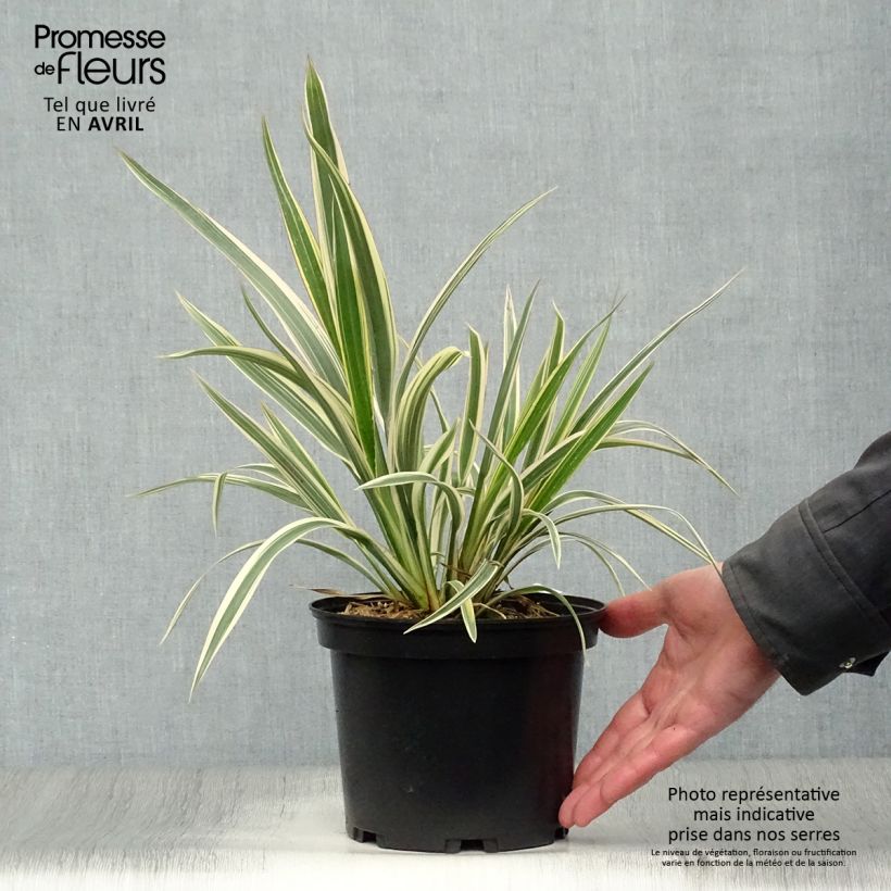 Exemplaar van Phormium Tricolor - Nieuw-Zeelands vlas Pot van 3 l/4 l zoals geleverd in de lente