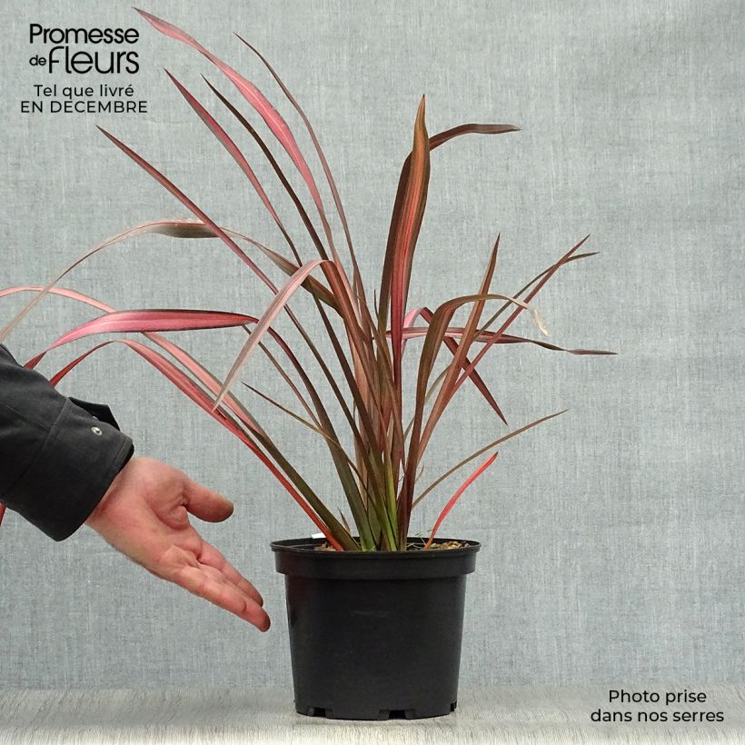 Example of Phormium tenax Evening Glow - Lin de Nouvelle-Zélande Pot van 2 l/3 l as you get in hiver
