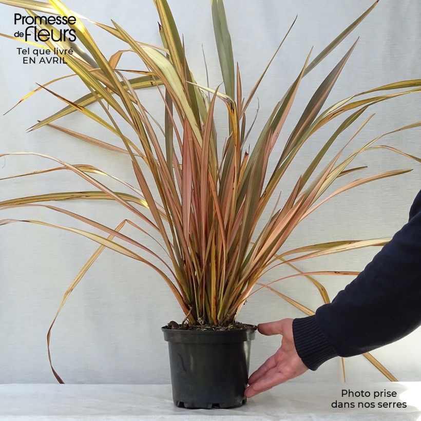 Exemplaar van Phormium tenax Evening Glow - Nieuw-Zeelands vlas Pot van 2 l/3 l zoals geleverd in de lente