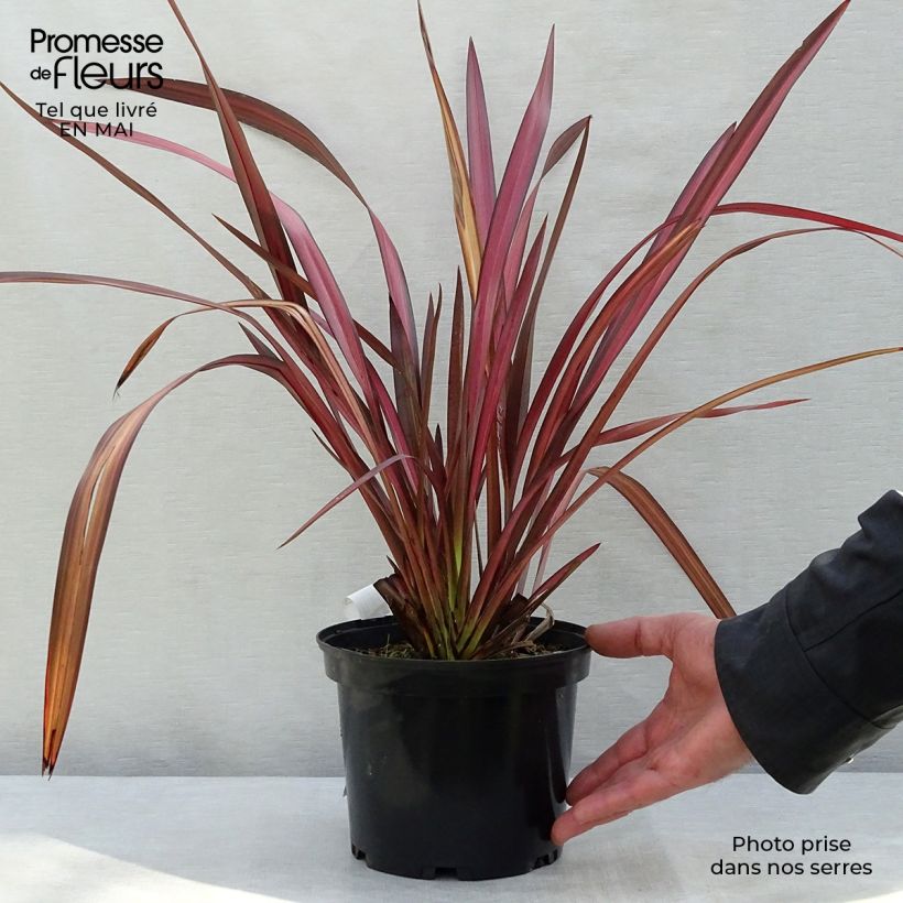 Exemplaar van Phormium tenax Evening Glow - Nieuw-Zeelands vlas Pot van 4 l/5 l zoals geleverd in de lente
