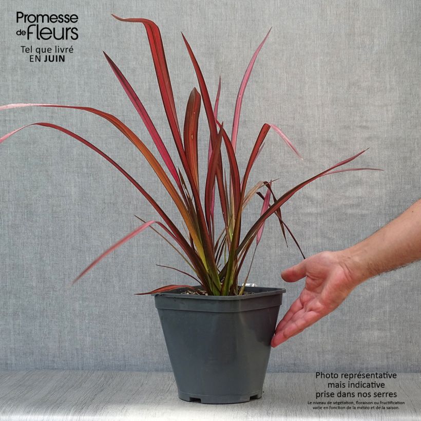 Exemplaar van Phormium tenax Evening Glow - Nieuw-Zeelands vlas Pot van 4 l/5 l zoals geleverd in de zomer