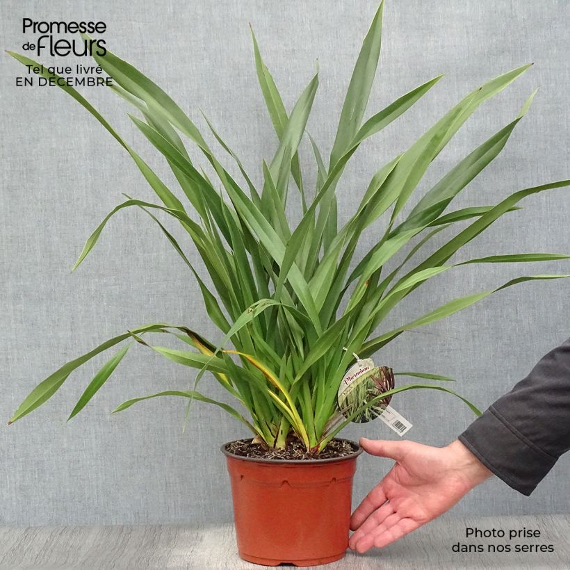 Example of Phormium tenax - Lin de Nouvelle-Zélande Pot van 2 l/3 l as you get in hiver