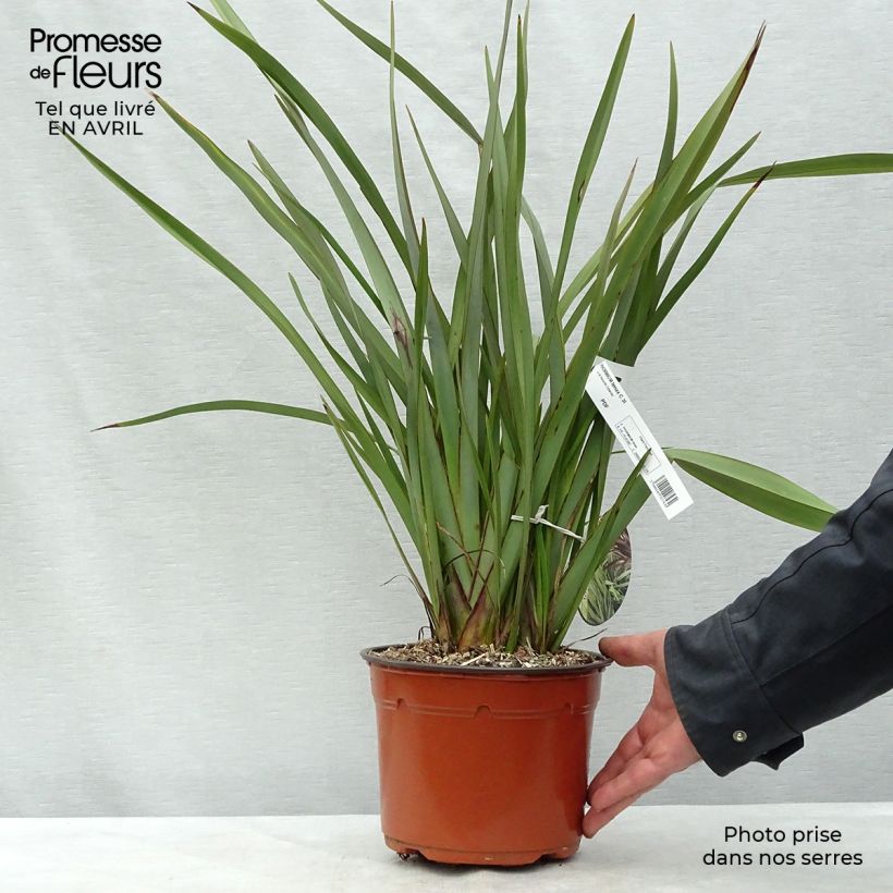 Exemplaar van Phormium tenax - Nieuw-Zeelands vlas Pot van 2 l/3 l zoals geleverd in de lente