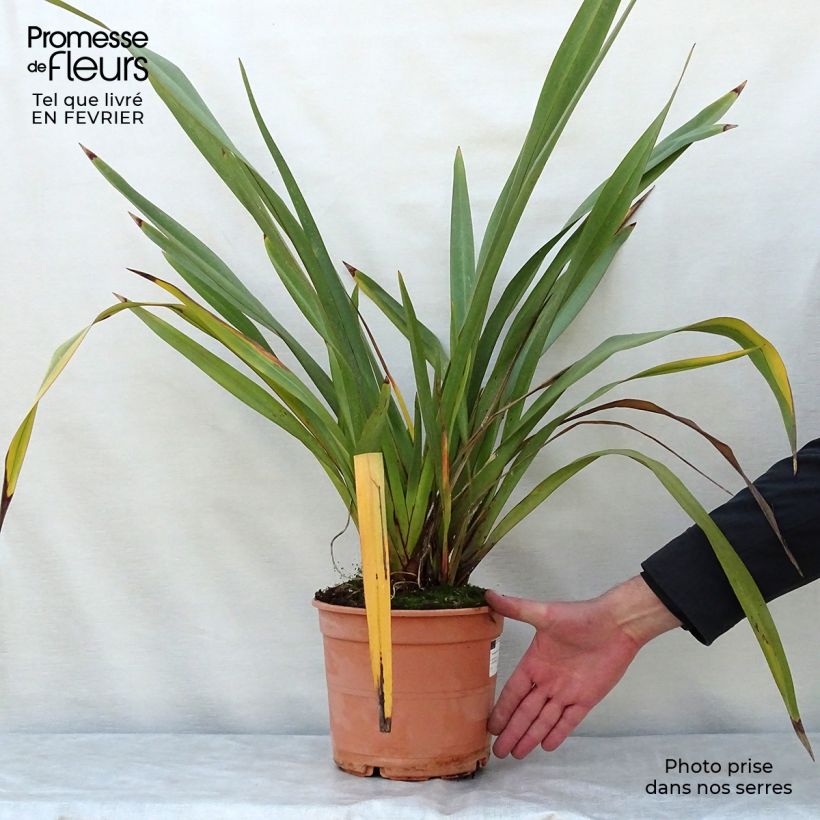 Example of Phormium tenax - Lin de Nouvelle-Zélande Pot van 4 l/5 l as you get in hiver