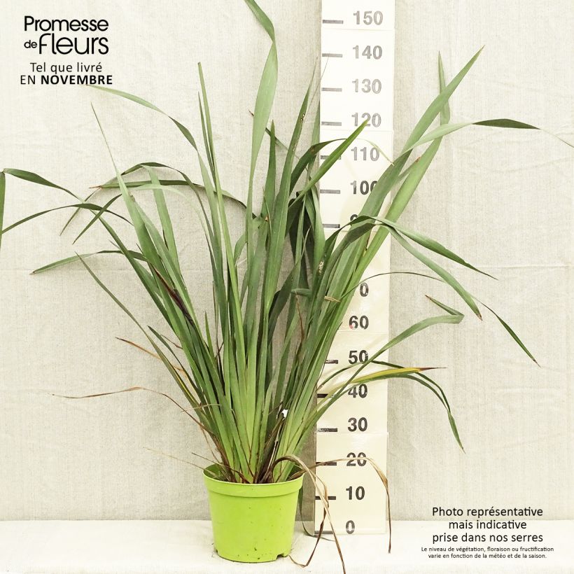 Exemplaar van Phormium tenax - Nieuw-Zeelands vlas Pot van 7,5 l/10 l zoals geleverd in de herfst
