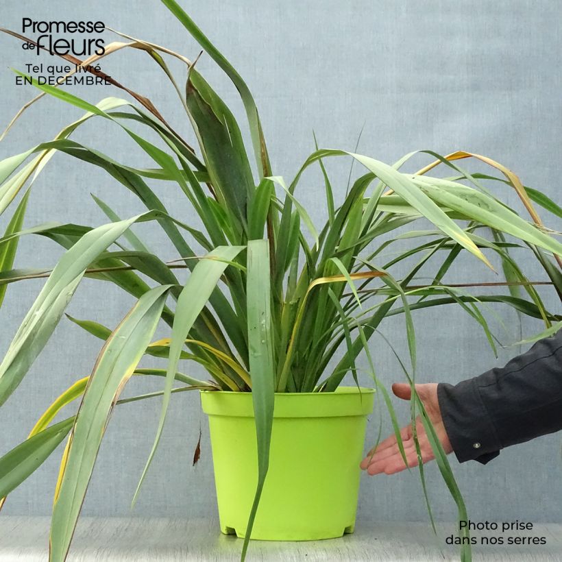 Example of Phormium tenax - Lin de Nouvelle-Zélande Pot van 7,5 l/10 l as you get in hiver