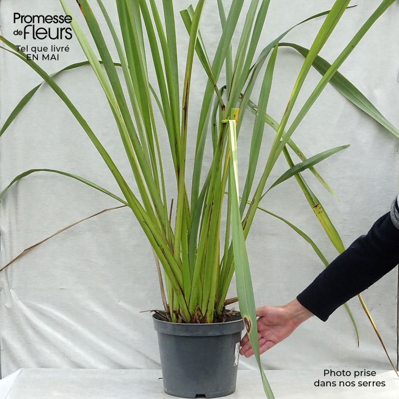 Exemplaar van Phormium tenax - Nieuw-Zeelands vlas Pot van 7,5 l/10 l zoals geleverd in de lente