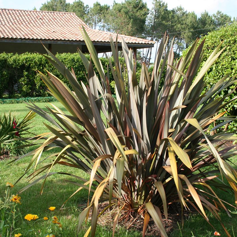 Phormium tenax Purpureum - Nieuw-Zeelands vlas (Groeiplaats)