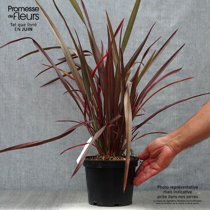 Exemplaar van Phormium tenax Purpureum - Nieuw-Zeelands vlas Pot van 2 l/3 l zoals geleverd in de zomer