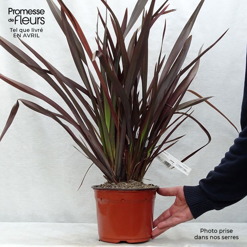 Exemplaar van Phormium tenax Purpureum - Nieuw-Zeelands vlas Pot van 2 l/3 l zoals geleverd in de lente